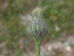 Hieracium glaucum