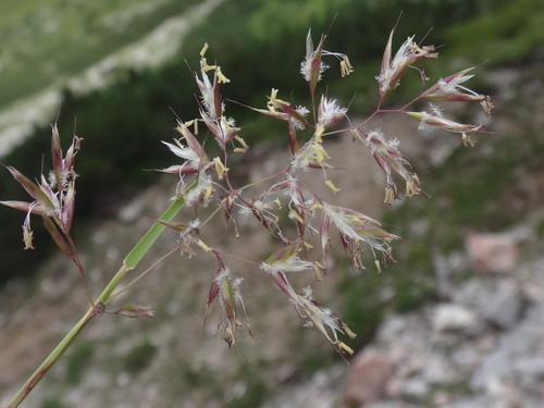 Acrospelion distichophyllum