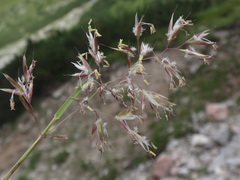 Trisetum distichophyllum