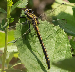 Phanogomphus kurilis