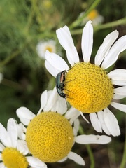 Clanoptilus geniculatus