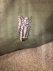Endoxyla decoratus