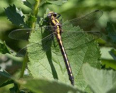 Phanogomphus kurilis
