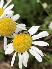 Clanoptilus geniculatus
