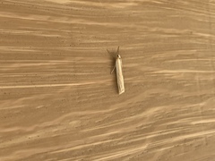 Crambus sargentellus