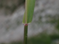 Trisetum distichophyllum