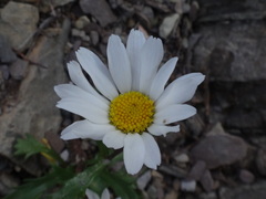 Leucanthemum atratum, photograph (c) Christian Berg, some rights reserved (CC BY)