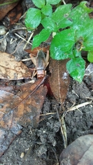Anurogryllus arboreus