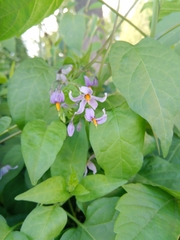 Solanum dulcamara