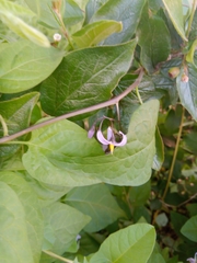 Solanum dulcamara