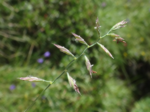 Festuca rupicaprina, photograph 2