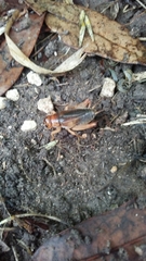 Anurogryllus arboreus