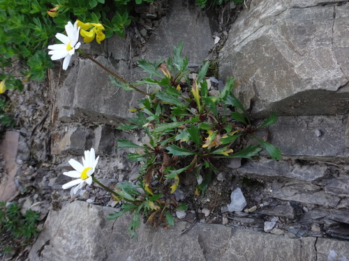 Image of Saw-Leaved Moon-Daisy (Leucanthemum atratum) by (c) Christian Berg, some rights reserved (CC BY)