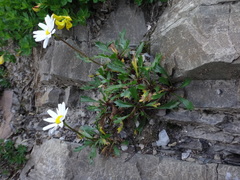 Leucanthemum atratum, photograph (c) Christian Berg, some rights reserved (CC BY)