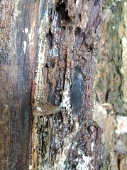 Limax cinereoniger