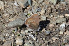 Callophrys mossii