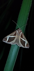 Calyptis iter