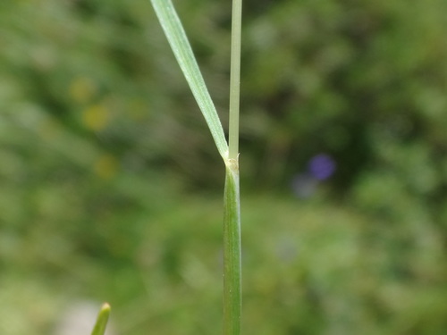Festuca rupicaprina, photograph 1