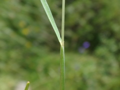 Festuca rupicaprina