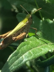 Omocestus