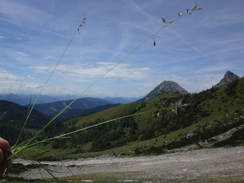Festuca rupicaprina, photograph 3