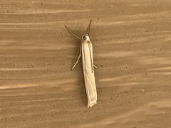 Crambus sargentellus