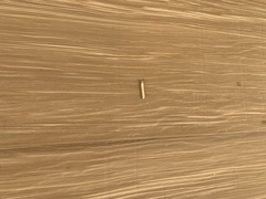 Crambus sargentellus