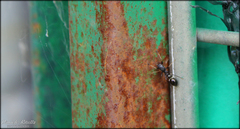 Leptorchestes mutilloides