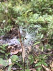 Asclepias pedicellata