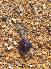 Cyanea lamarckii