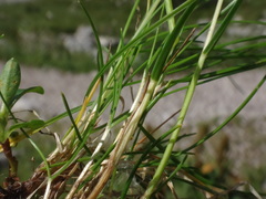 Festuca rupicaprina