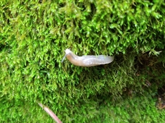 Limax cinereoniger