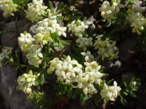Image of Galium megalospermum by (c) Christian Berg, some rights reserved (CC BY)