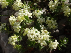 Galium megalospermum