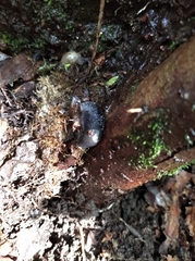 Limax cinereoniger