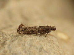 Acrolepiopsis assectella