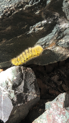 Lophocampa argentata