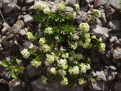 Galium megalospermum