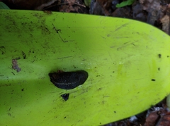Limax cinereoniger