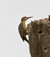 Colaptes fernandinae