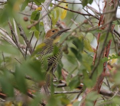 Colaptes fernandinae