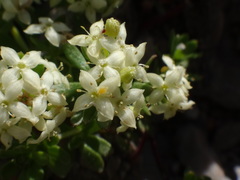 Galium megalospermum