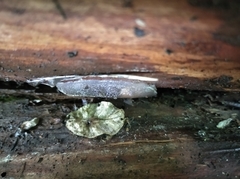 Limax cinereoniger