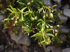 Galium megalospermum