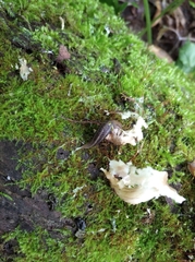 Limax cinereoniger
