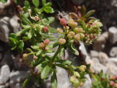 Galium megalospermum