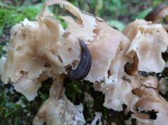 Limax cinereoniger