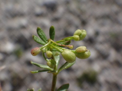 Image of Galium megalospermum by (c) Christian Berg, some rights reserved (CC BY)
