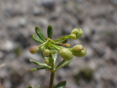 Galium megalospermum
