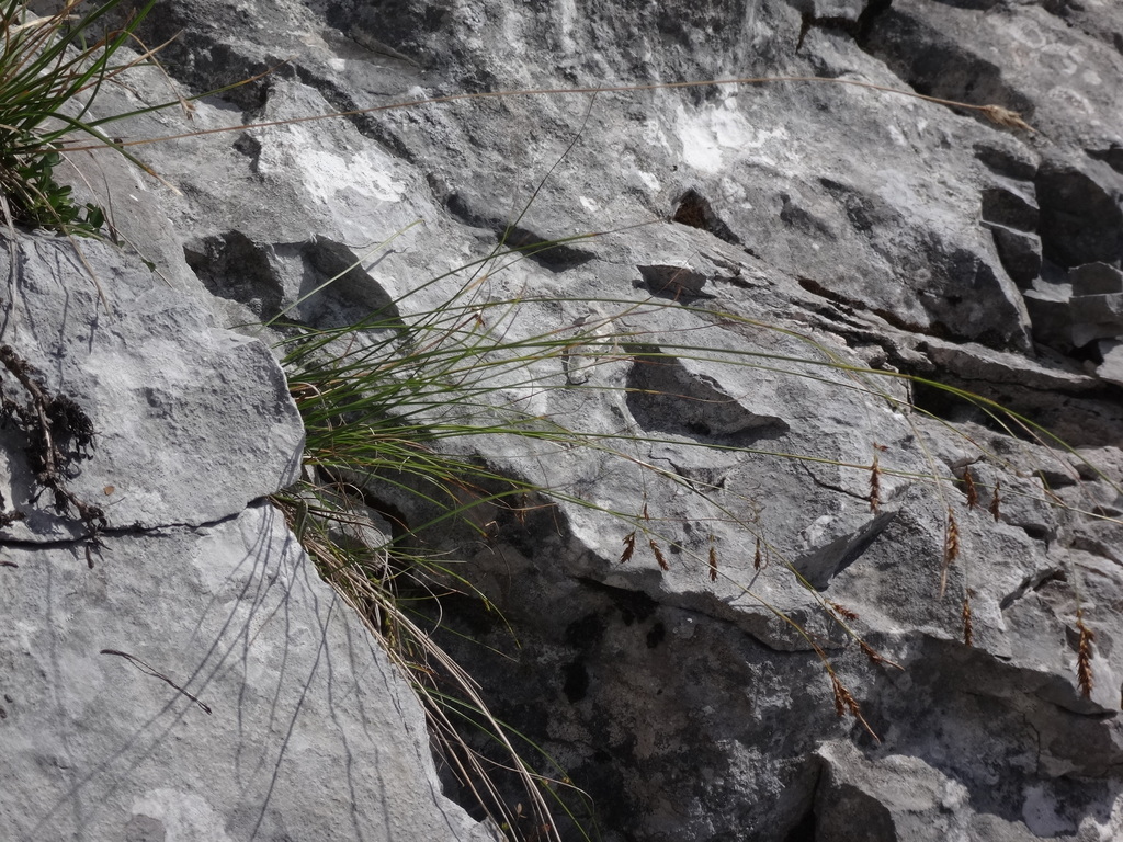 Carex brachystachys
